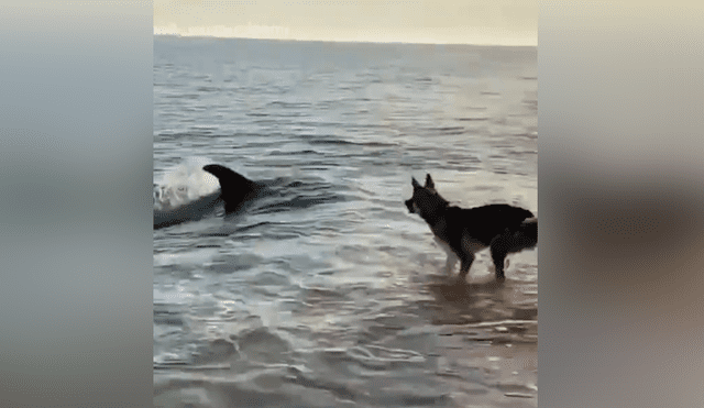 La curiosa escena muestra el insólito momento en que un perro conoce a un delfín en la playa. Foto: Facebook.