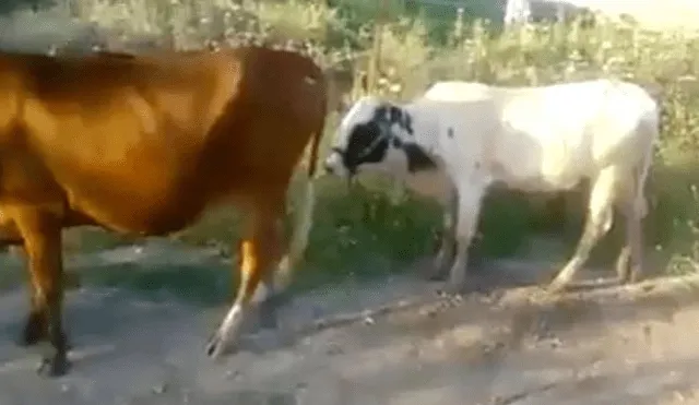 Ternero intenta aparearse con una vaca, pero su inexperiencia le provocó un doloroso final [VIDEO]