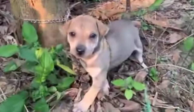 El hombre encontró al perro encadenado a un árbol en un terreno abandonado. Foto: YouTube/Captura/Animal SafeGuard
