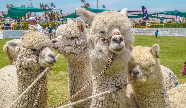 Mincetur: Perú concentra el 80% de la población mundial de alpaca 