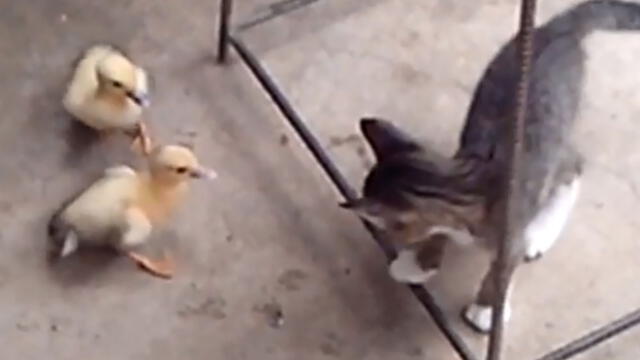 YouTube: patitos se enfrentan a furioso gato y el final sorprende a todos
