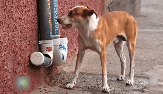 Ver que los perros tienen agua y comida ha hecho muy feliz a José Emmanuel. (Foto: Univisión)