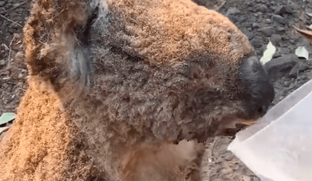Rescatista le ofrece agua a un koala quemado en un incendio forestal [VIDEO]