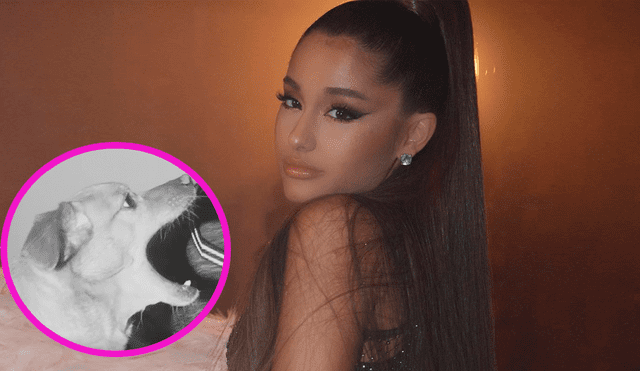 Ariana Grande realiza sensual pose, pero su perro le roba el show en redes [VIDEO]