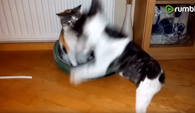 Perro bebé pelea con gato por su cama y desenlace enternece a todos [VIDEO] 