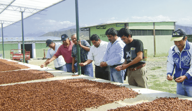Exportación de cacao a la Unión Europea en riesgo desde el 2019