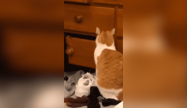Desliza las imágenes para apreciar la reacción de un gato cuando su dueña descubrió su travesura. Foto: Captura.