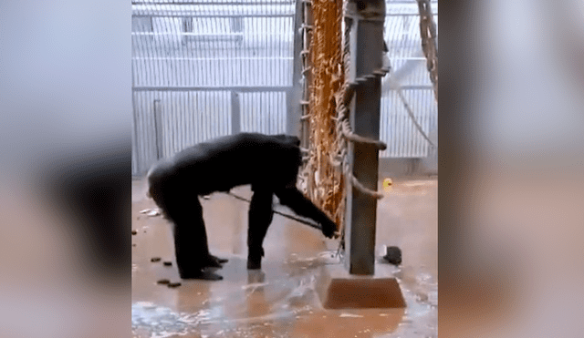 Desliza las imágenes para ver al sorprendente chimpancé aseando su espacio en el zoológico. Foto: Facebook