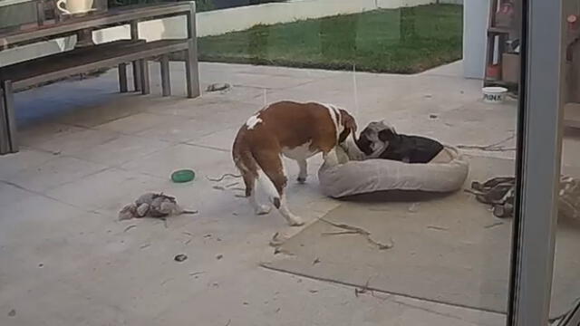 YouTube: beagle sacó de la cama a un pug por el motivo menos esperado