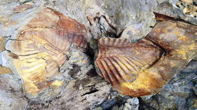 Vraem: capacitarán a autoridades sobre importancia del patrimonio paleontológico 