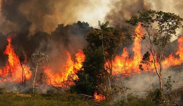 Incendio consume selva brasileña. Foto: EFE