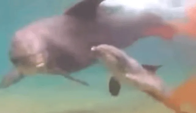 YouTube: el increíble nacimiento de un delfín dentro del agua [VIDEO]