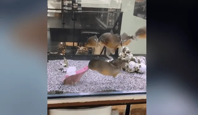 Un joven quiso demostrar lo feroces que son sus pirañas cuando ven un trozo de carne. Foto. Facebook