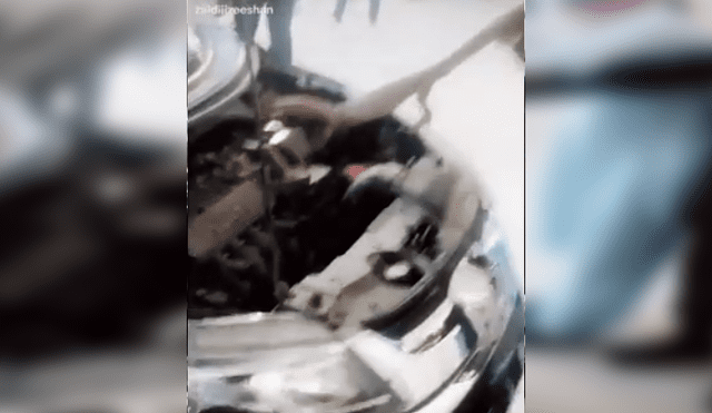 Mecánico revisa el interior de un carro y encuentra peligroso animal que vivía dentro.