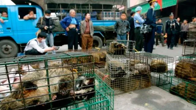 Animales exóticos en peligro de extinción por culpa de los comerciantes chinos, que los ofrecen en mercados. Foto: Difusión