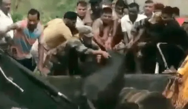 Salvan a elefante y su cría de morir ahogados tras caer a estanque de agua [VIDEO]