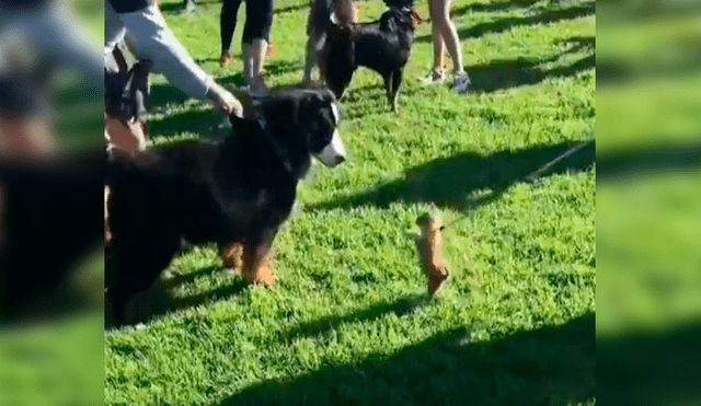 Perro bebé quiso pelear con gigantesco can y enternece a miles de usuarios [VIDEO]