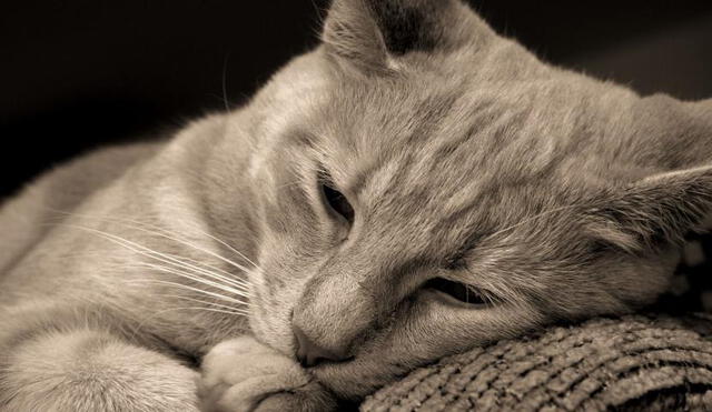 Muere Miggeli, la gatita bañada con pintura y thinner que agonizó durante tres días