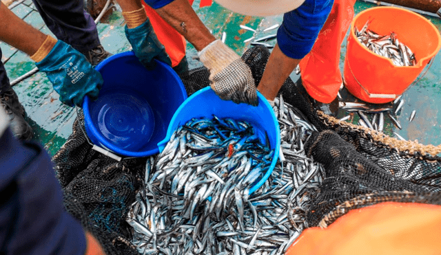 Produce: Suspenden extracción del recurso anchoveta por 10 días