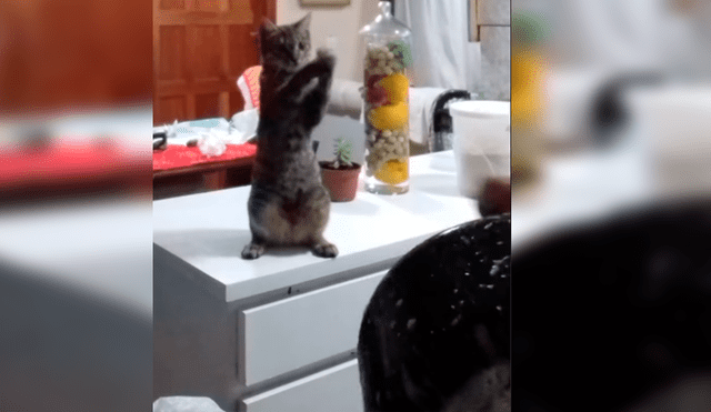 Video es viral en YouTube. La dueña del gato se percató del gracioso comportamiento de su mascota y aprovechó para enseñarle cómo se lavan los servicios