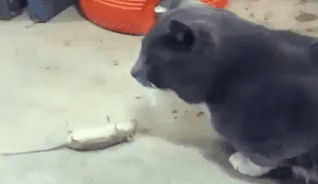 Facebook Viral: Pericote se hace el muerto para que gato no se lo coma [VIDEO]