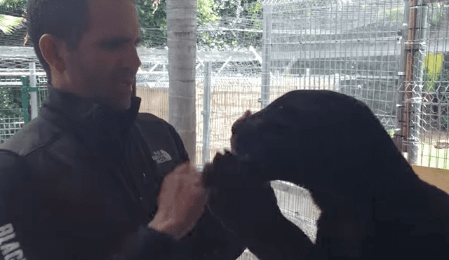 Facebook viral: conmovedor reencuentro de cuidador con enorme jaguar dentro de felinario causa asombro [VIDEO]