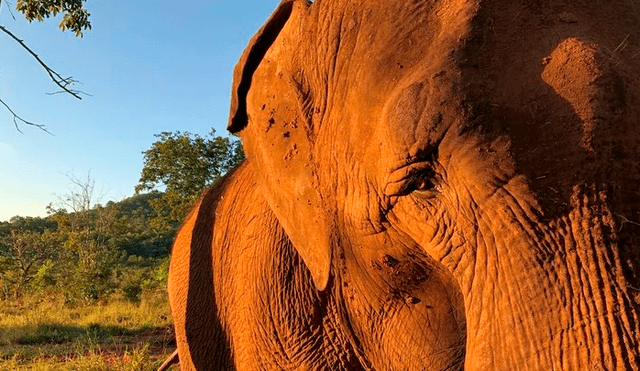 La elefanta Mara ahora tiene un nuevo hogar y una compañera: Rana. Foto: Santuario Global de Elefantes