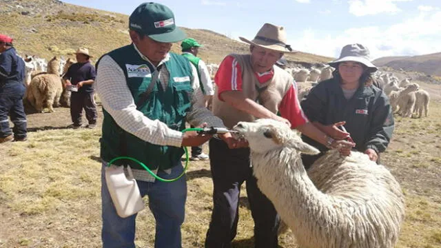 Kits será para proteger a más de 200 mil cabezas de ganado en Arequipa.
