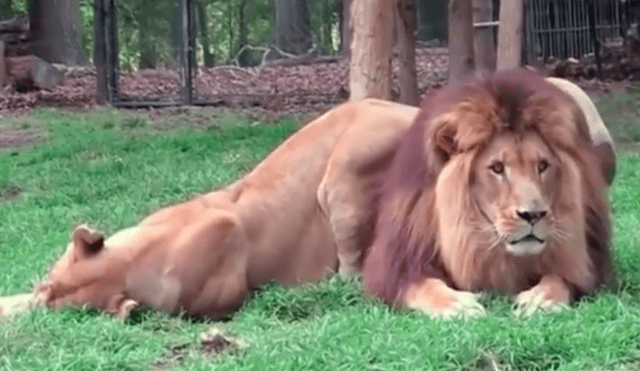 En YouTube, una leona se acercó a su pareja para llamar su atención, pero fue rechazada de la peor manera.