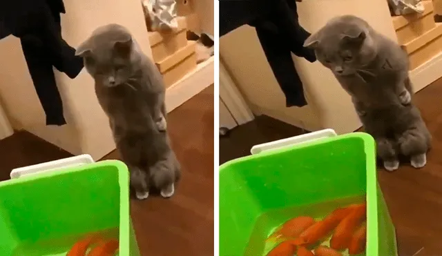 En Facebook, un joven compró unos peces como mascotas y no imaginó que su gato los quería devorar.