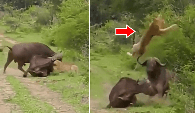 YouTube viral: Búfalo hace volar por los aires a hambriento león para salvar a su amigo [VIDEO]