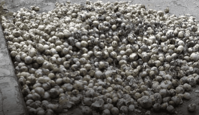 Las imágenes de miles de cebollas echadas a perder indignaron a los pobladores del municipio rural de Meoqui. (Foto: Difusión)
