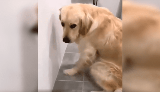 En Facebook, un perro tuvo inesperada reacción cuando su dueño descubrió su terrible travesura.