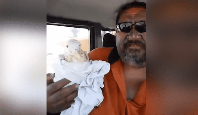 YouTube: Rescató gaviota herida y animal le agradeció de la peor forma