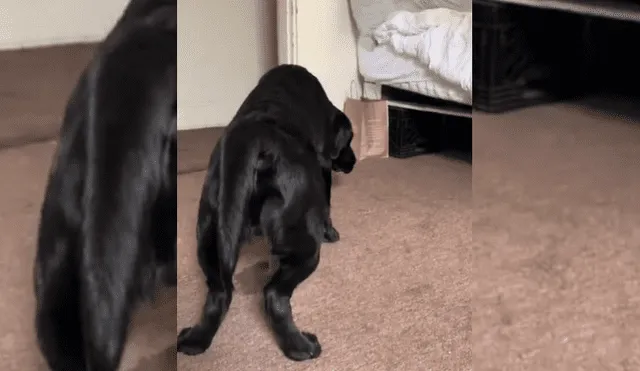 Video es viral en Facebook. El can arruinó la grabación de sus dueñas, quienes intentaban cumplir un difícil reto con una copa.