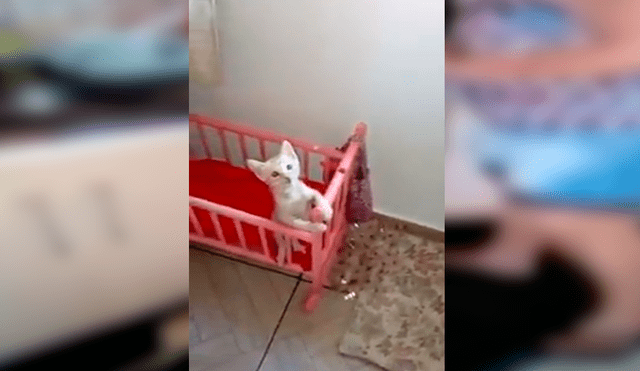 En Facebook, una señora sorprendió por su peculiar forma de criar a un pequeño gato que encontró en la calle.