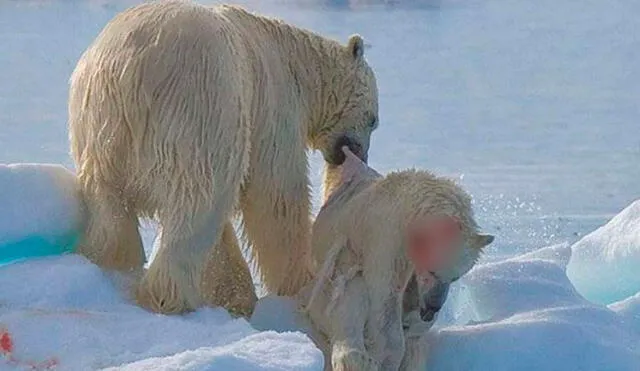 El canibalismo en los osos polares era un raro evento, pero ya no lo es más. Foto referencial.