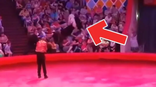 YouTube Viral: avestruz causa pánico en circo de Rusia tras saltar a las gradas del público