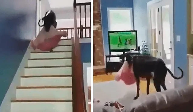 Facebook viral: perro desea ver televisión con su dueña y realiza acto para estar cómodo [VIDEO]