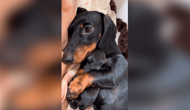 Desliza las imágenes para apreciar la amorosa acción de una perrita para presentar a su cría con su dueña. Foto: Captura.