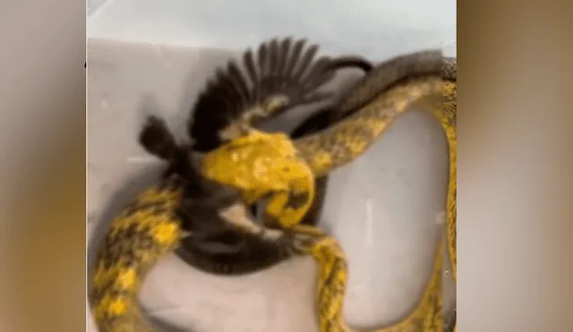 Facebook viral: hambrienta serpiente se topa con pequeña ave y ocurre algo muy impactante
