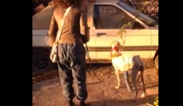 Facebook: perra con desnutrición y una pata rota hizo increíble viaje para salvar a sus crías