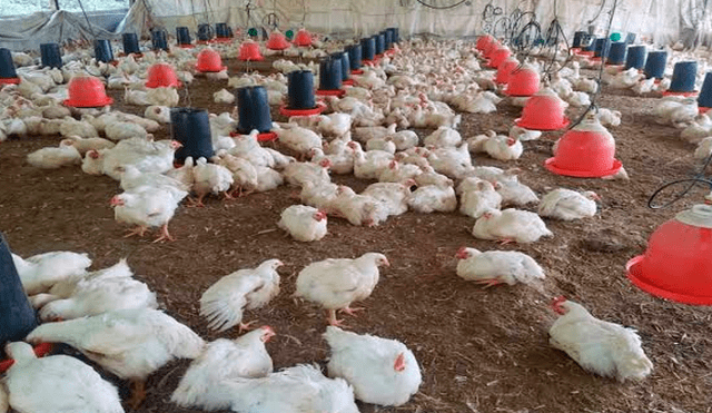 Autoridades retiran 2 millones de libras de pollos por contaminación con metales pesados [VIDEO]
