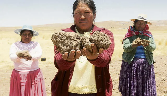 preocupación. Pobladores de Buenavista en Puno, muestran como se han secado sus tierras a causa la falta de lluvias. Estiman que van a perder más de la mitad de su producción.