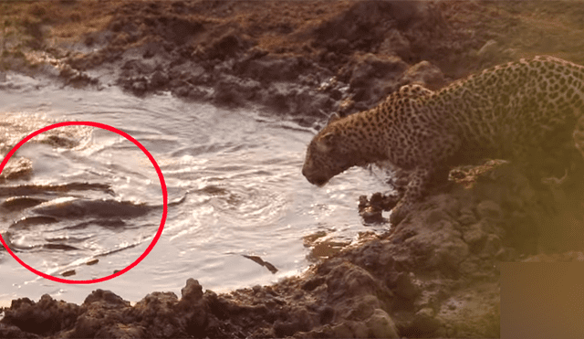 Hambriento leopardo se acerca a charco de peces y sucede algo desgarrador [VIDEO]