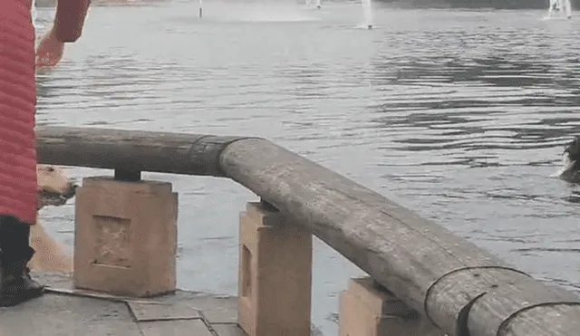 Feroz cisne ataca a perro que ingresó a lago para bañarse y casi lo ahoga [VIDEO] 