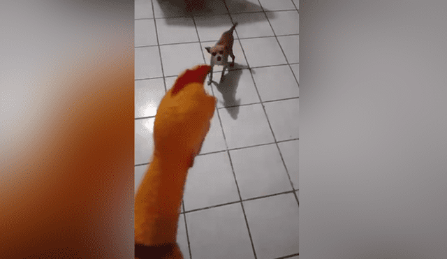 YouTube viral: no imaginarás lo que sucedió cuando un chihuahua rabioso intentó pelear con un pollo de hule [VIDEO] 