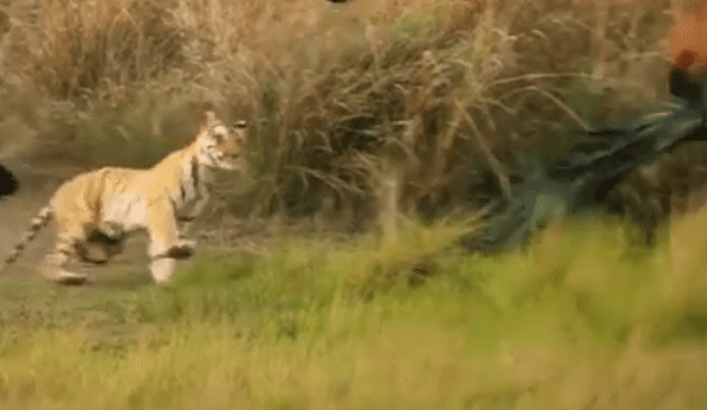 Facebook viral: Mira la increíble reacción de estos pavo reales ante un feroz tigre [VIDEO]