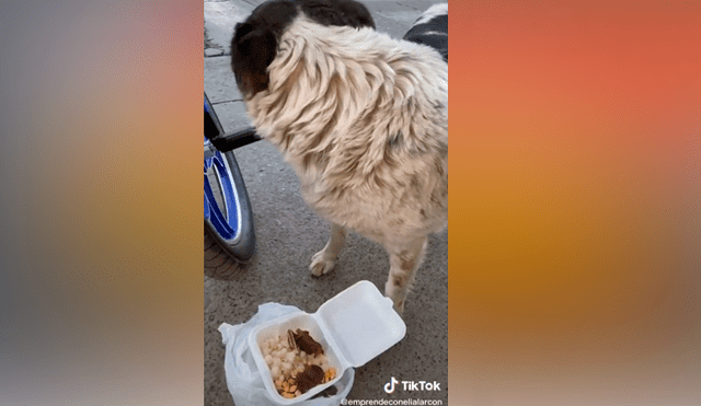 Desliza las imágenes para ver la emotiva escena que protagonizó este perrito callejero al recibir comida de un joven. Fotocapturas: Elí Alarcón/TikTok