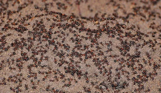 Las hormigas de la especie Formica polyctena no tenían forma de reproducirse, pero aún así mantuvieron su población. Foto: The Journal of Hymenoptera.